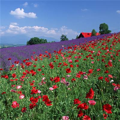 云开全站app下载手机版